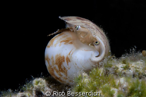 Strombus decorus ( sea shell ). CANON 40D, Ike Housing, 2... by Rico Besserdich 